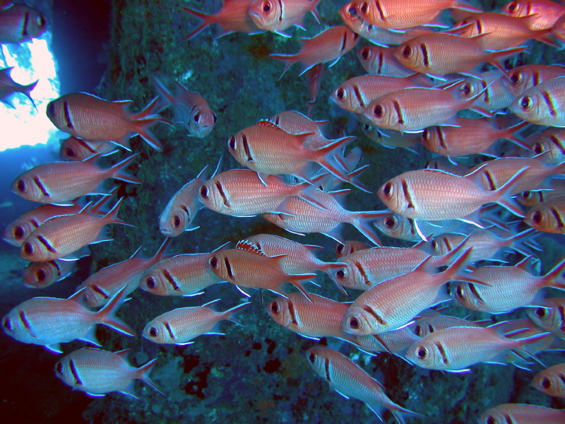 Squirrel Fish on the Lesleen M in St. Lucia